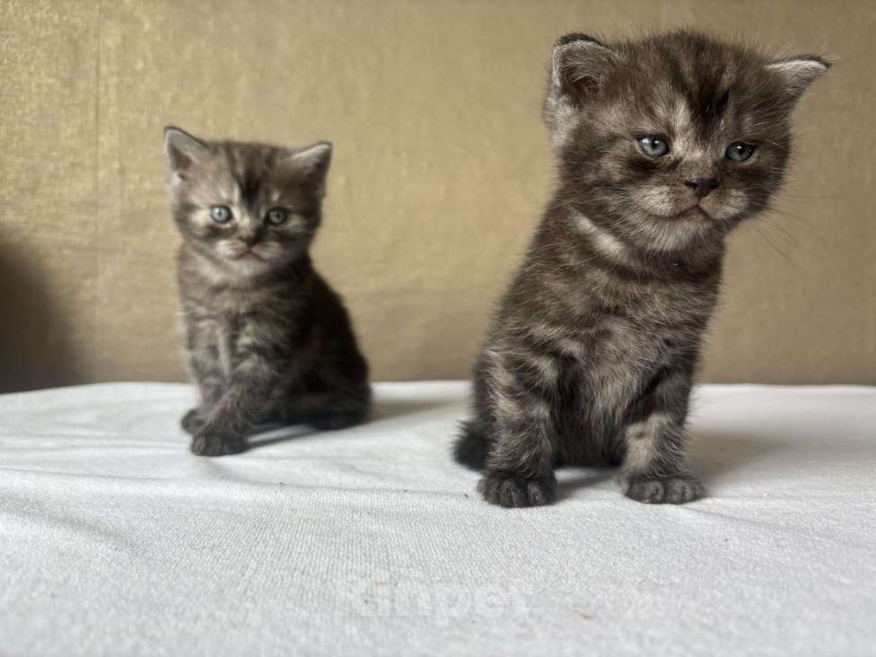 Кошки в Новокузнецке: Шотландский котенок  Мальчик, 5 000 руб. - фото 3