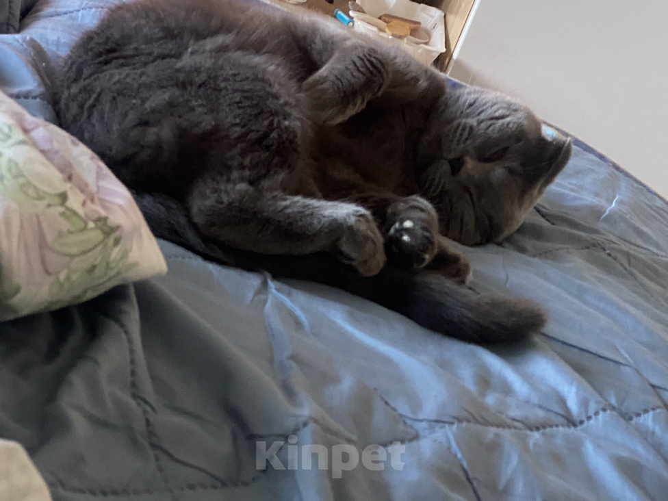 Кошки в Санкт-Петербурге: Кот в добрые руки Мальчик, Бесплатно - фото 3