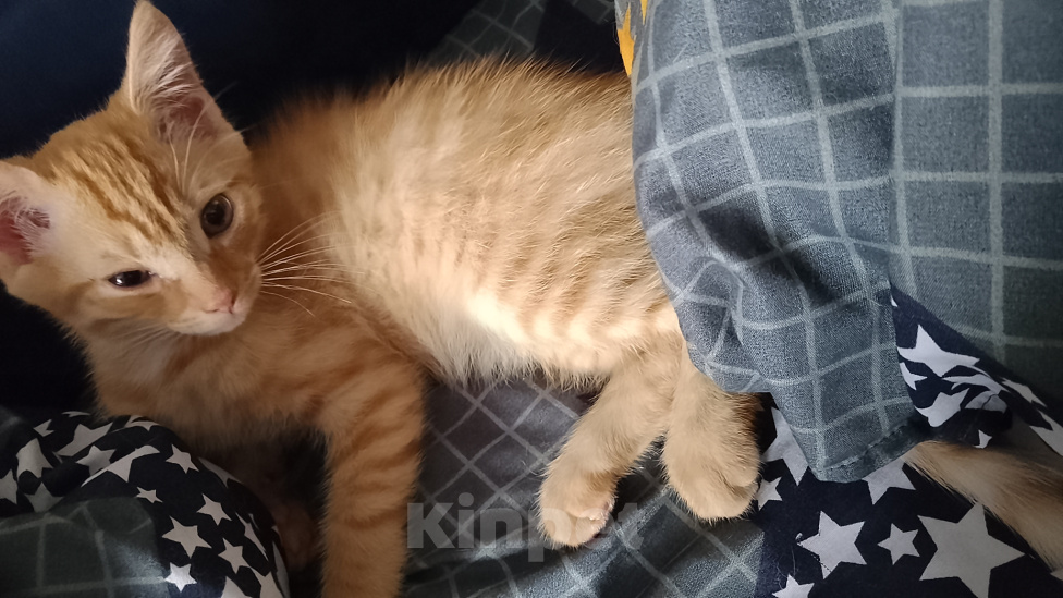 Кошки в Новосибирске: В добрые руки Мальчик, Бесплатно - фото 2