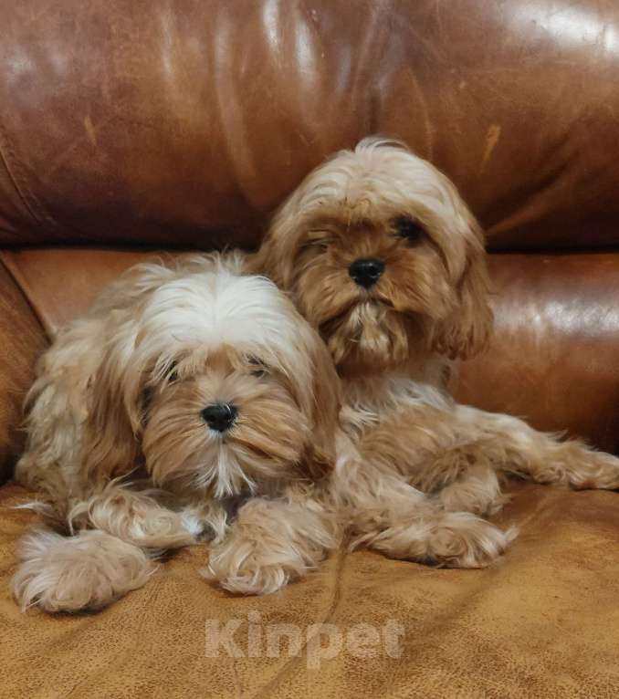 Собаки в Санкт-Петербурге: Щенки кавапу Разнополые, 50 000 руб. - фото 4