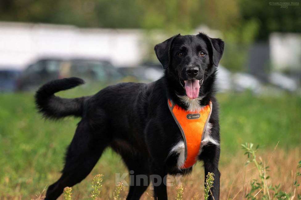 Собаки в Москве: Галактика ищет любящую семью  Девочка, Бесплатно - фото 2