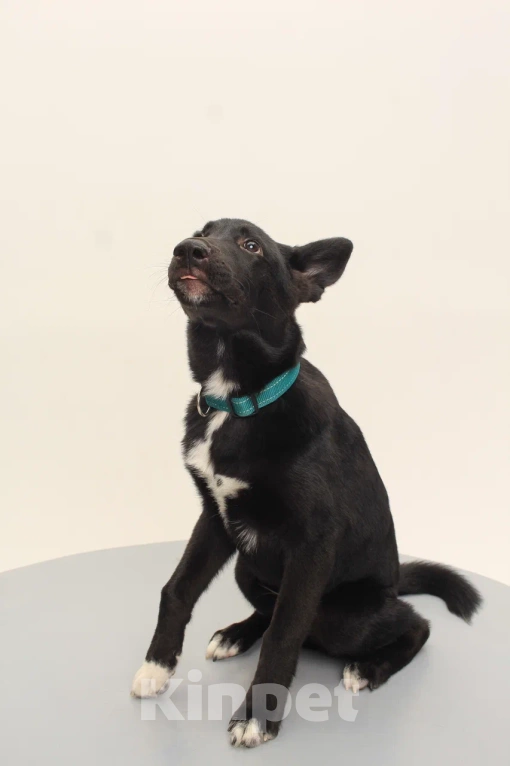 Собаки в Костроме: Грей в поиске дома  Мальчик, Бесплатно - фото 9