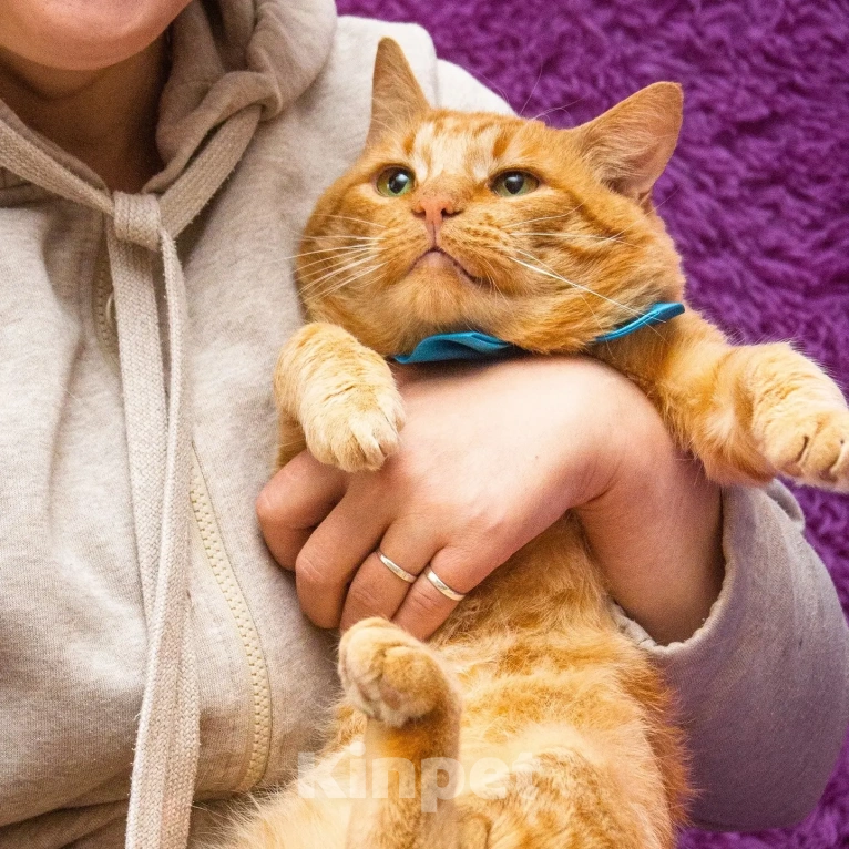 Кошки в Красногорске: Леонид с грустными зелёными глазами в срочном поиске семьи Мальчик, Бесплатно - фото 3