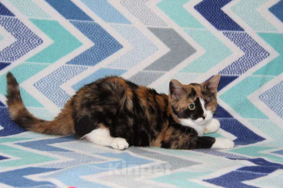 Кошки в Москве: Миниатюрная Джина Девочка, Бесплатно - фото 3