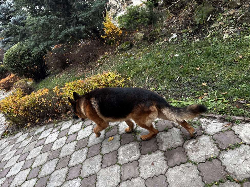 Собаки в других городах Московской области: Вязка,кобель,немецкая овчарка  Мальчик, 1 000 руб. - фото 6
