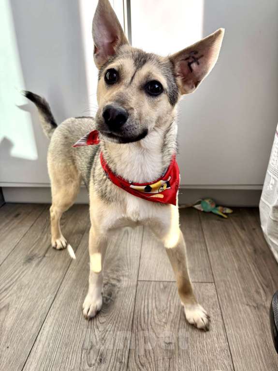 Собаки в Москве: маленькая собака в добрые руки Девочка, Бесплатно - фото 3