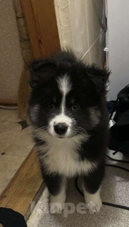 Собаки в Курске: продам самоеда Девочка, 3 000 руб. - фото 1