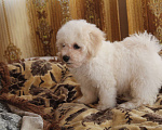 Собаки в Москве: Щенки Бишон-фризе с документами, 60 000 руб. - фото 8