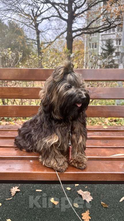 Собаки в Москве: Щенок Хаванез ( Гаванский бишон) Девочка, 85 000 руб. - фото 1