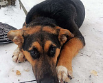 Собаки в Сергиеве Посаде: Весте очень нужна семья  Девочка, Бесплатно - фото 2