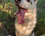 Собаки в Южном-Сахалинске: Отдадим собаку-девочку в добрые руки Девочка, Бесплатно - фото 2