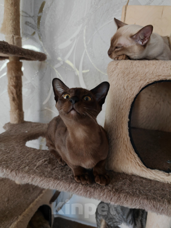 Кошки в Котельнике: Бурманские котята😻😻😻 Разнополые, 35 000 руб. - фото 4