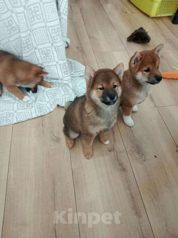 Собаки в Севастополе: Щенок девчуля Сиба Асоби сезам от чемпионов Девочка, Бесплатно - фото 2