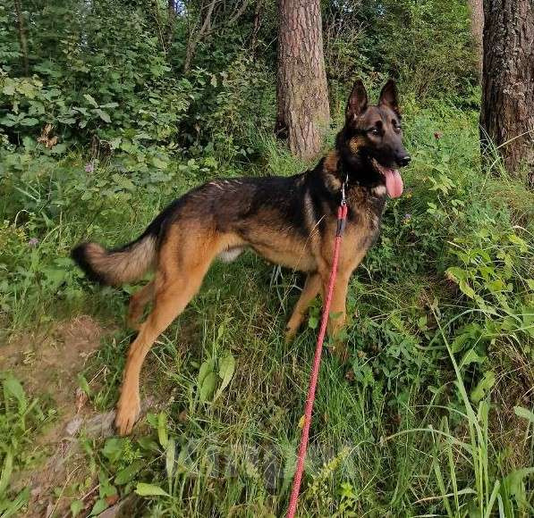 Собаки в Москве: Барди ищет семью,2г,30кг,Привит, Кастрирован  Мальчик, Бесплатно - фото 3