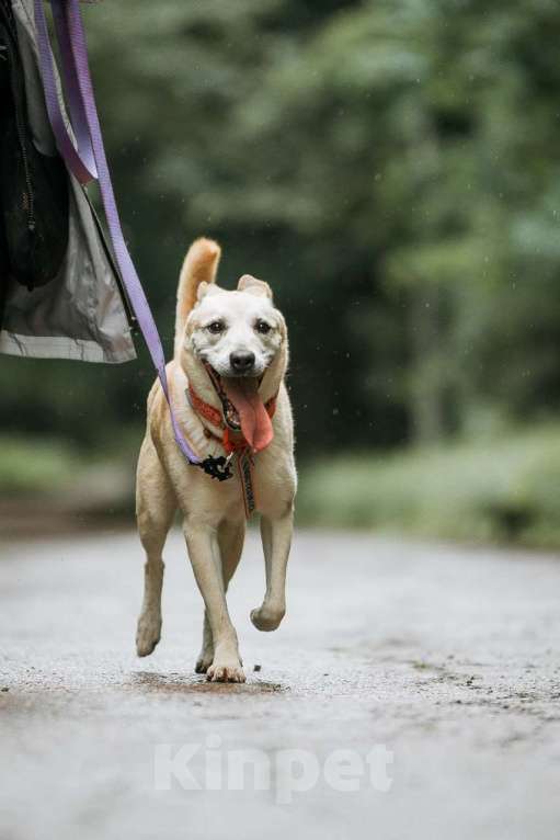 Собаки в Ивантеевке: Пёс, который ждет Мальчик, Бесплатно - фото 7