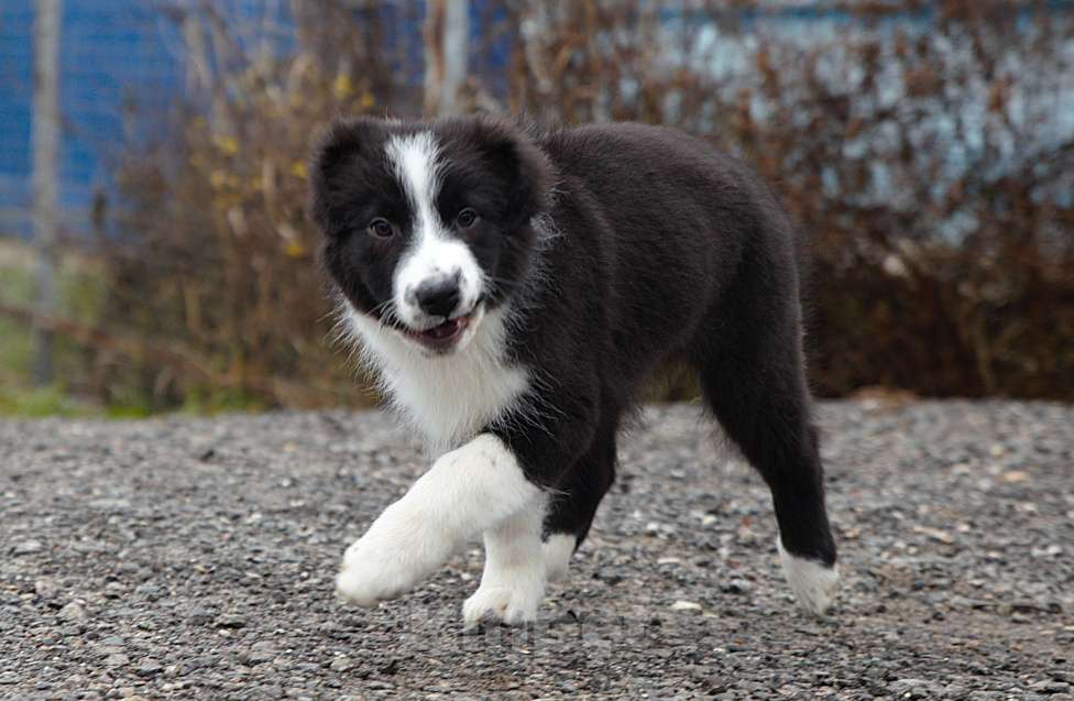 Собаки в других городах Владимирской области: щенок австралийской овчарки Мальчик, 50 000 руб. - фото 4