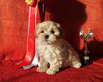 Собаки в Москве: Мальтипу ф1 мальчик Мальчик, 79 900 руб. - фото 1