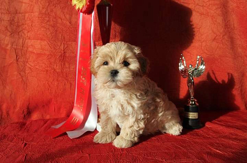 Мальтипу ф1 мальчик