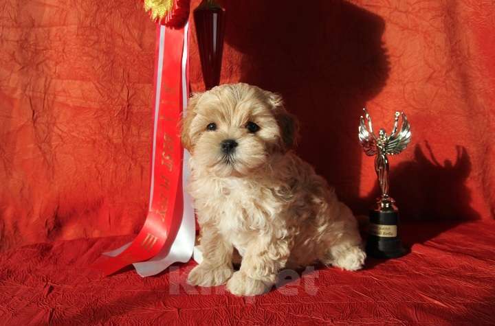 Собаки в Москве: Мальтипу ф1 мальчик Мальчик, 79 900 руб. - фото 1