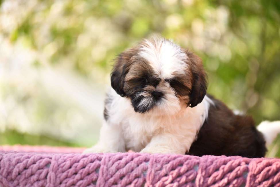 Собаки в Москве: Девочка ши - тцу Девочка, Бесплатно - фото 1