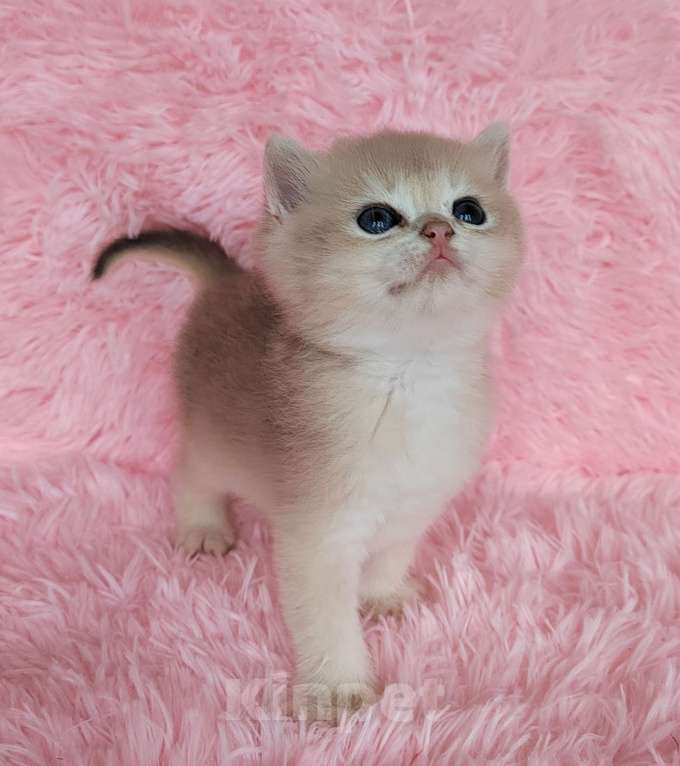 Кошки в Москве: Британские голубые котята Мальчик, 50 000 руб. - фото 2