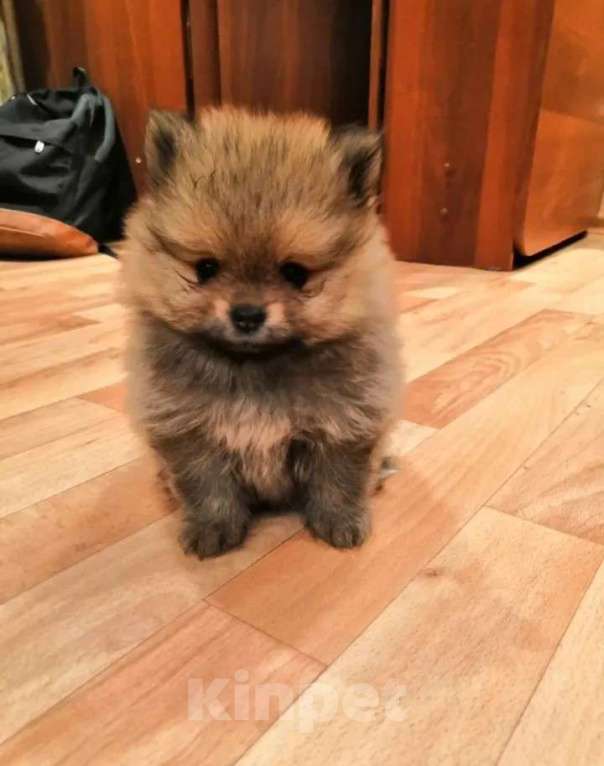 Собаки в Самаре: Мини пом мальчик вязка, 10 руб. - фото 3