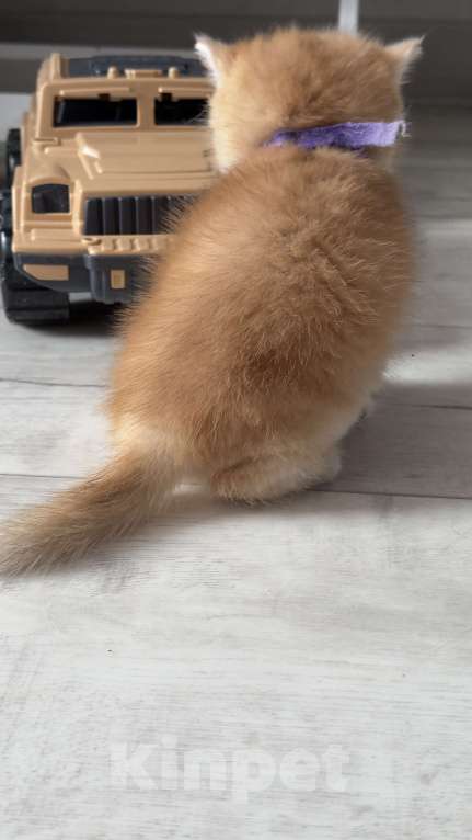 Кошки в Томске: Золотая шиншилла Девочка, 32 000 руб. - фото 8