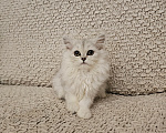 Кошки в Санкт-Петербурге: котята британские Девочка, 15 000 руб. - фото 2
