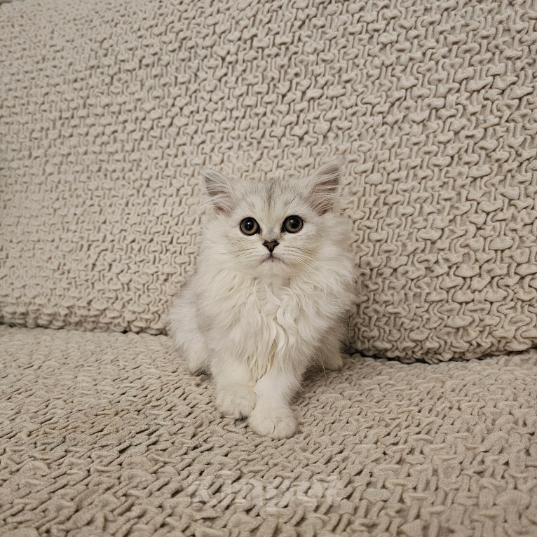 Кошки в Санкт-Петербурге: котята британские Девочка, 15 000 руб. - фото 2