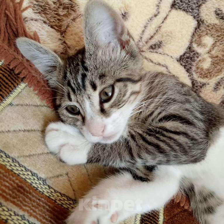 Кошки в Москве: Маленький котенок Геша Мальчик, Бесплатно - фото 2