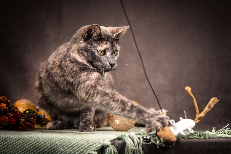 Кошки в Клине: Ася — красавица с редким окрасом Девочка, Бесплатно - фото 2