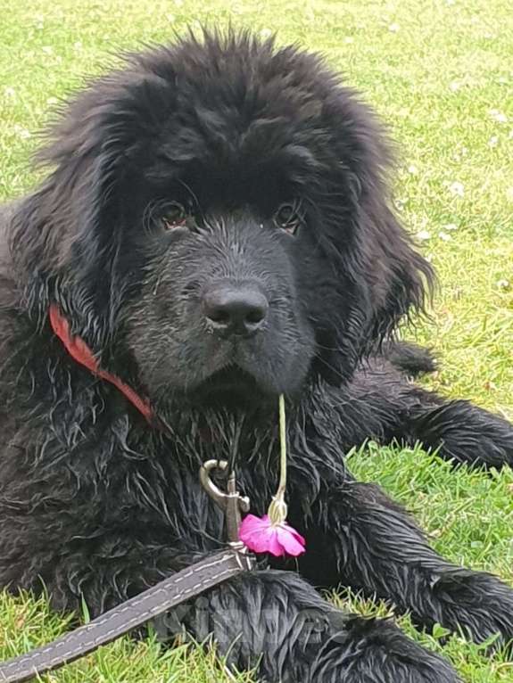 Собаки в других городах Ленинградской области: готова к переезду в новый дом  Девочка, Бесплатно - фото 2