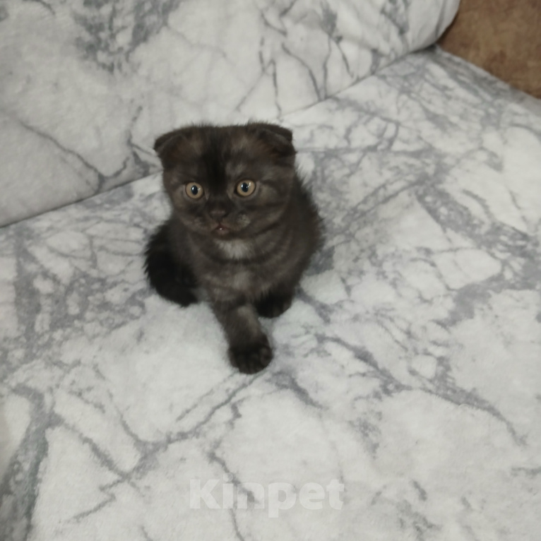 Кошки в Арзамасе: Продаю щотландскую кошечку Девочка, 3 000 руб. - фото 2