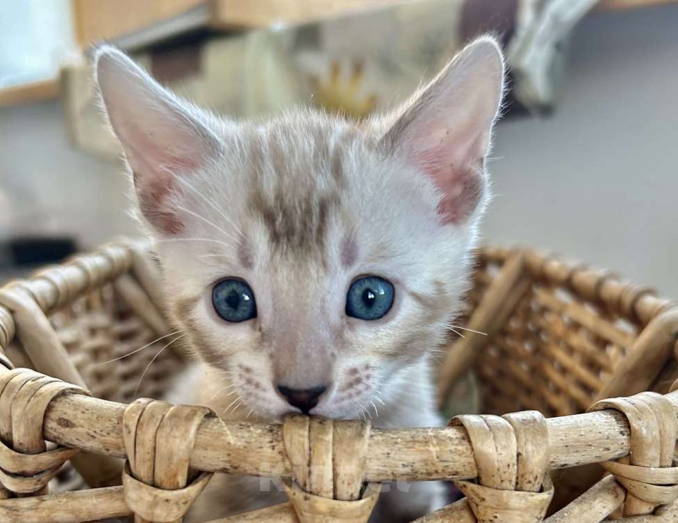 Кошки в Казани: Линкс розетка  Девочка, 35 000 руб. - фото 3