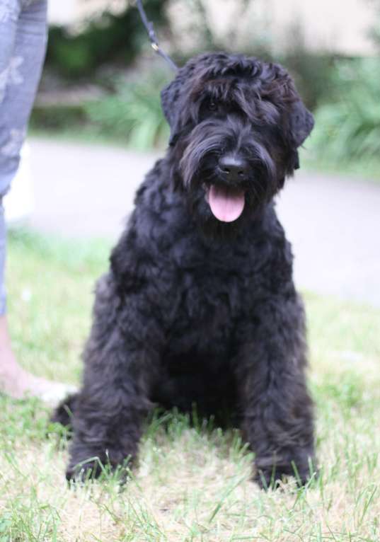 Собаки в Самаре: Русский Черный Терьер- это для души! Мальчик, 45 000 руб. - фото 2