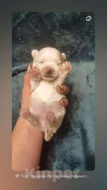 Собаки в Ростове-на-Дону: Мальтийская болонка,Мальтезе Девочка, 60 000 руб. - фото 2