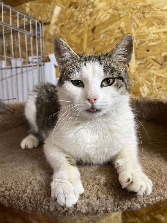 Кошки в Москве: Замечательная кошка Плюша в поиске дома Девочка, Бесплатно - фото 2