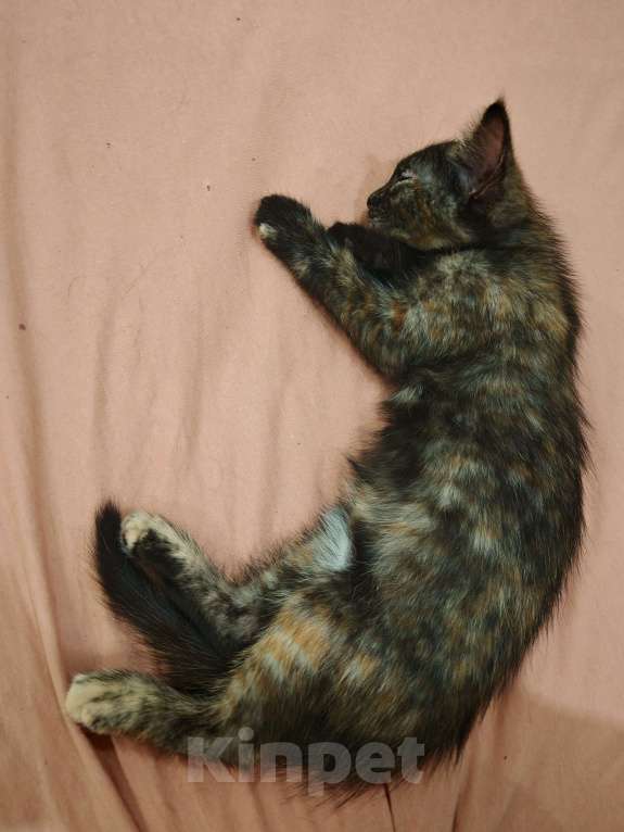 Кошки в Уфе: Бузинная палочка Девочка, Бесплатно - фото 3