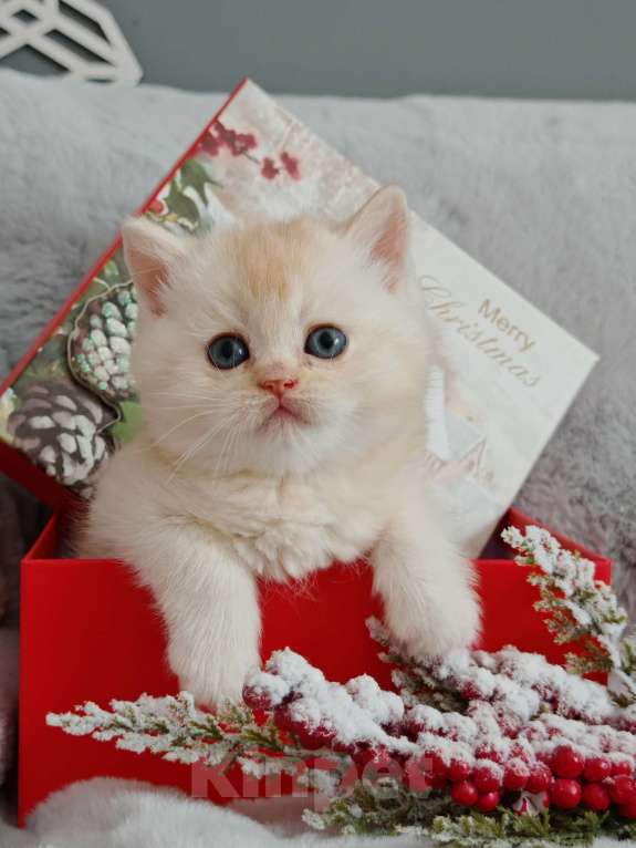 Кошки в Москве: Породистые шотландские котята Мальчик, 70 000 руб. - фото 5