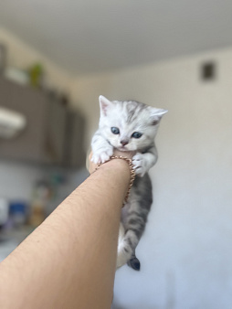 Шотландский котенок straight