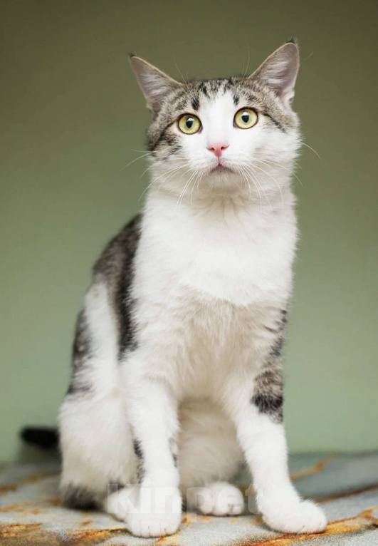 Кошки в Москве: Степан Мальчик, Бесплатно - фото 1