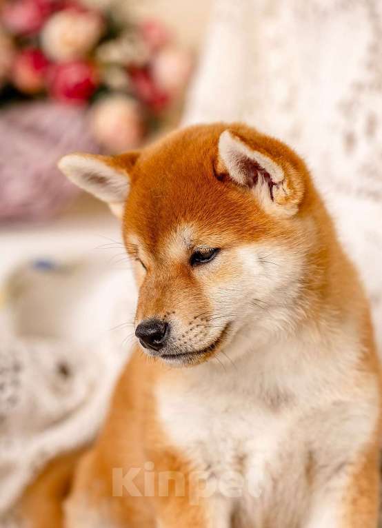 Собаки в Владимире: Щенок сиба ину Мальчик, Бесплатно - фото 2