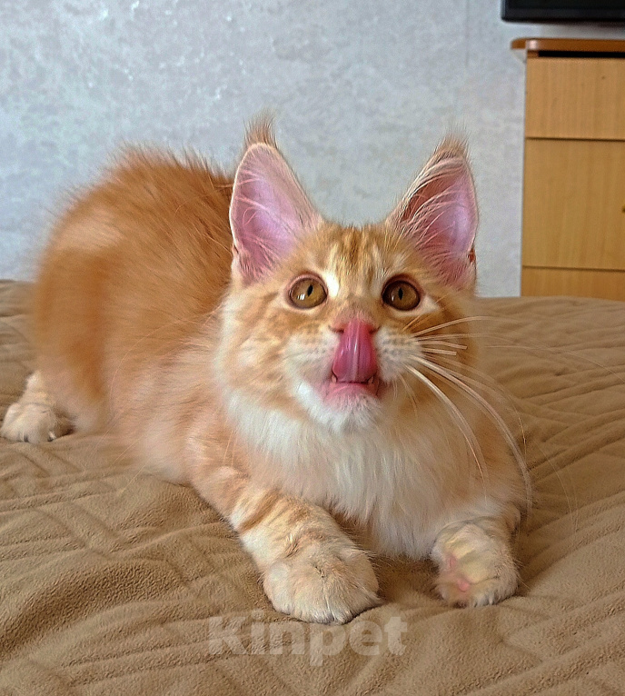 Кошки в Кемерово: Котенок Мальчик, 50 000 руб. - фото 4