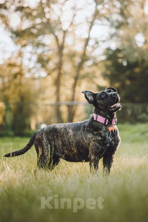 Собаки в Москве: Мудрая Миранда ищет дом Девочка, 1 руб. - фото 10