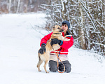 Собаки в других городах Московской области: Самая нежная и ласковая собака ждёт своего хозяина Девочка, Бесплатно - фото 10