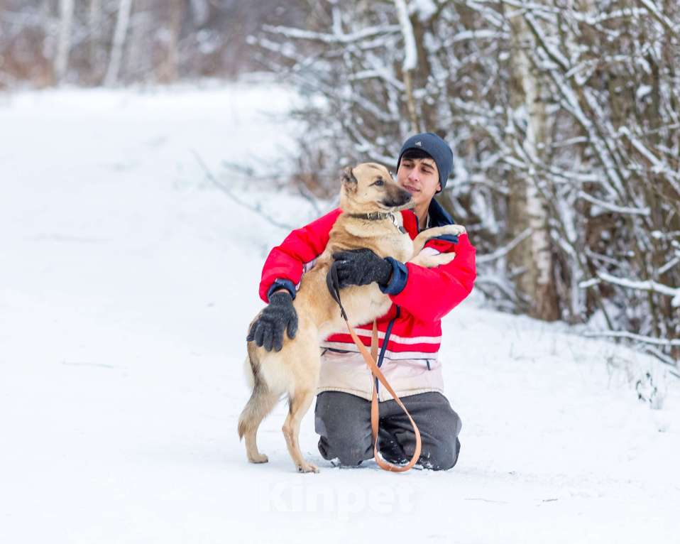 Собаки в других городах Московской области: Самая нежная и ласковая собака ждёт своего хозяина Девочка, Бесплатно - фото 10