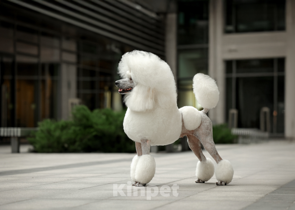 Собаки в других городах Московской области: Стандартный пудель- белый кобель Мальчик, Бесплатно - фото 8