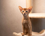 Кошки в Ижевске: Предлагаются абиссинские Котята с родословной из питомника Мальчик, 65 000 руб. - фото 2