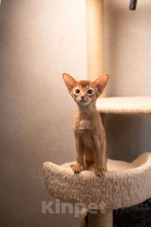 Кошки в Ижевске: Предлагаются абиссинские Котята с родословной из питомника Мальчик, 65 000 руб. - фото 2