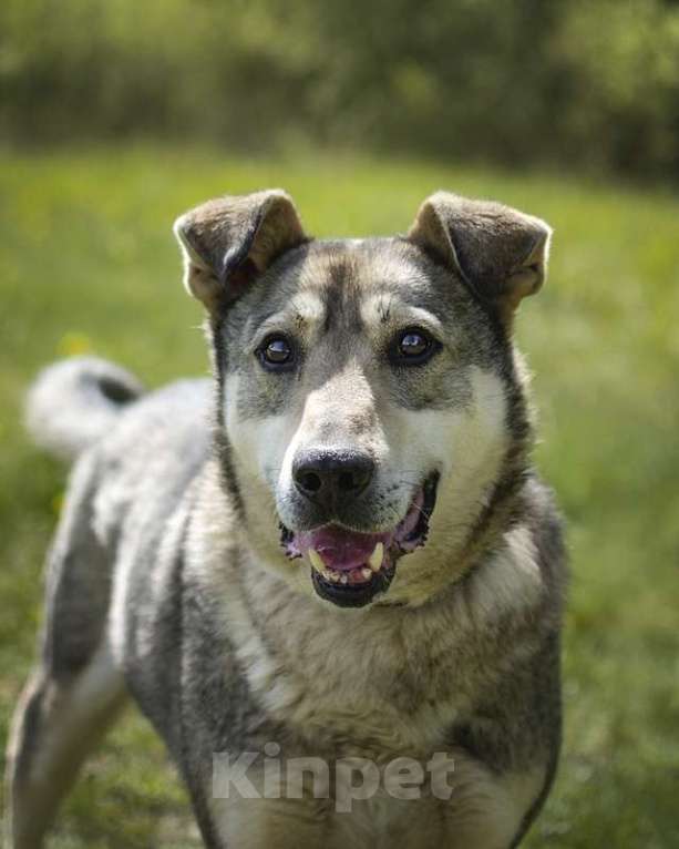 Собаки в Москве: Милый оптимист Джек ищет дом Мальчик, Бесплатно - фото 2